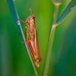  Die Sumpfschrecke fühlt sich im Günztal wohl. Foto: Harald Farkaschovsky